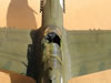 Eduard 1/32 P-40N by Tolga Ulgur: Image